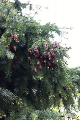 Picea omorica 'Pendula' - smrk omorika - šiška 5
